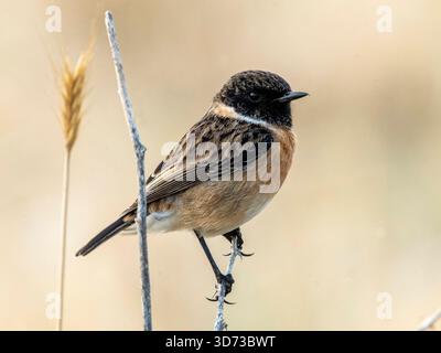 Männlicher Europäischer Stonechat (Saxicola rubicola) Paphos, Zypern. Stockfoto