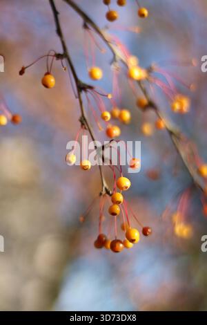 Goldgelbe Beeren hängen zart an dünnen roten Stielen vor einem weichen, traumhaften Hintergrund. Stockfoto