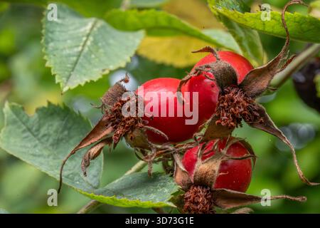 Eine extreme Nahaufnahme, die zwei hellrote, reife Hagebutten (Rosa canina Früchte) auf einem Zweig zeigt. Die braunen, trockenen Sepalen und der raue Stiel stehen in starkem Kontrast zu Stockfoto