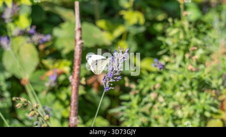 Ein kleiner weißer Schmetterling (wahrscheinlich ein Kohl White - Pieris rapae) wird gezeigt, der auf einer Spitze violetter Lavendelblüten ruht und potenziell bestäubt. Th Stockfoto