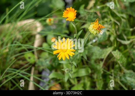 Ein Blick über dem Kopf auf zwei leuchtend orange Calendula (Pot Marigold) Blüten und eine geschlossene Knospe, die inmitten von hohem, üppig grünem Gras wächst. Die Scherbe Stockfoto