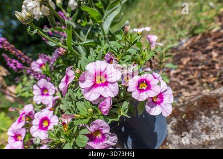 Eine Nahaufnahme auf Augenhöhe, die eine dichte Ansammlung rosafarbener und violetter Calibrachoa (Million Bells)-Blüten erfasst. Das Bild betont die zentralen Blüten Stockfoto