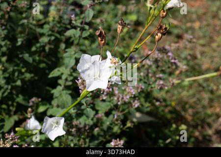 Eine fokussierte Nahaufnahme einer zarten weißen Glockenblume (Campanula), die auf einem schmalen grünen Stiel blüht. Das Bild zeigt mehrere getrocknete braune Samenkapseln hoch Stockfoto