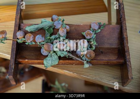 Eine Holzkiste mit einem Zweig von Calotropis (Calotropis procera) mit getrockneten Blättern und Früchten. Die Früchte sind rund und mit rustikalem Look beschichtet. Stockfoto