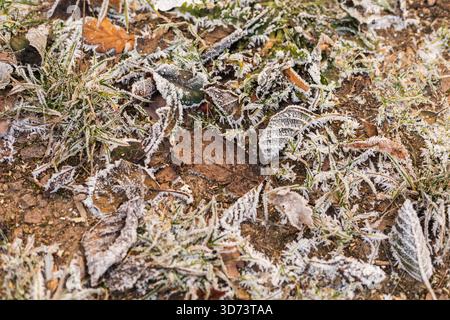 Gefrorene Blätter und Gras bedecken den Boden an einem kalten Herbstmorgen. Der Frost erzeugt zarte Formen und fängt das Wesen der Kälte der Saison ein. Stockfoto