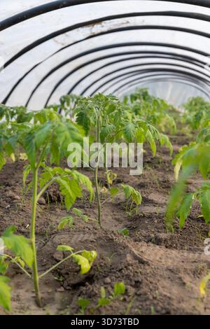 Junge Tomaten, die im Sommer bei kaltem Wetter in einem Gewächshaus wachsen, Nahaufnahme Stockfoto