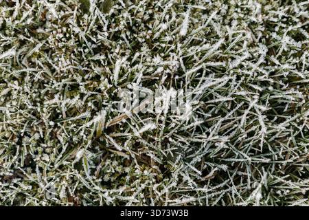 An einem kühlen Morgen bedeckt zarter Frost die Grashalme in einem ruhigen Außenbereich und zeigt die Schönheit der Natur im Winter. Stockfoto