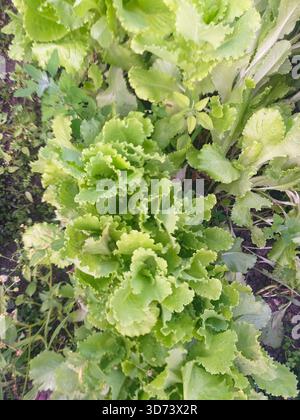 Frischer grüner Salat wächst in einem Gartenbett, Blick von oben. Stockfoto