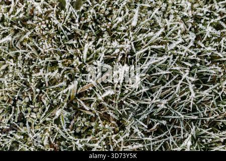 An einem kühlen Morgen bedeckt zarter Frost die Grashalme in einem ruhigen Außenbereich und zeigt die Schönheit der Natur im Winter. Stockfoto