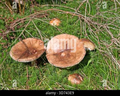 Russula-Pilze, Russula, in einer Nahaufnahme Stockfoto