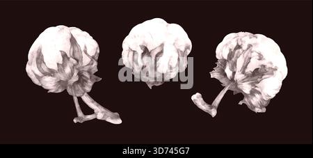 Realistische Aquarell-Baumwollblumen mit weichen flauschigen Bollen auf dunklem schwarzem Hintergrund Stock Vektor