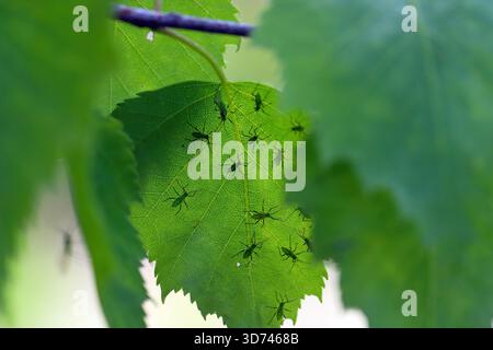 Silberbirkenblattlaus, Euceraphis betulae an der Unterseite von Birkenblättern. Stockfoto