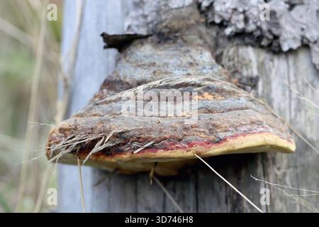 Fomitopsis pinicola ist ein Stammpilz. Sein Konk (Fruchtkörper) wird als Rotgürtel oder Rotgürtel bezeichnet. Stockfoto