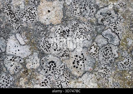 Ein Komplex von Felsenflechten in den Bergen. Nahaufnahme eines Felsens, der mit Flechten bedeckt ist. Stockfoto