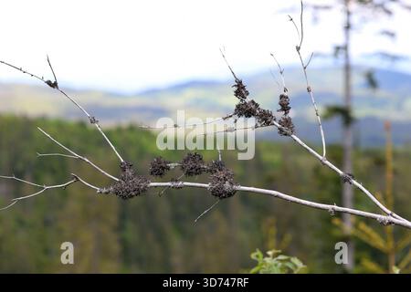Flechten wachsen auf einem trockenen Fichtenzweig in den Bergen. Stockfoto