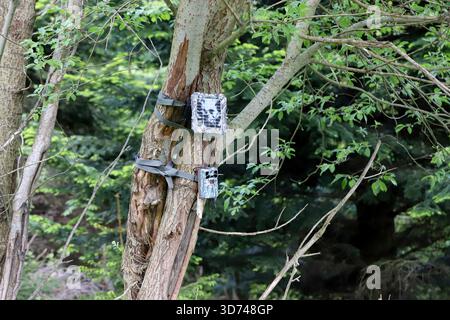 Eine Kamerafalle, die auf einem Baum platziert wird, um wilde Tiere und illegale Eindringen in den Wald aufzuzeichnen. Stockfoto