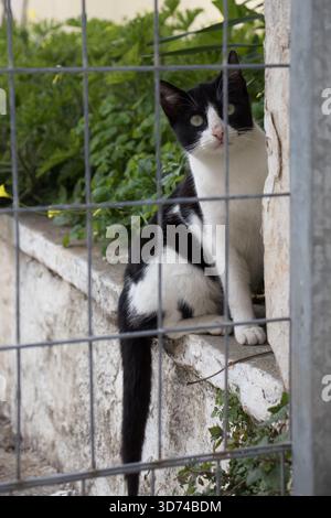 Eine schwarz-weiße Katze, hinter einem Maschendrahtzaun, in einem Hof, starrend und neugierig. Stockfoto