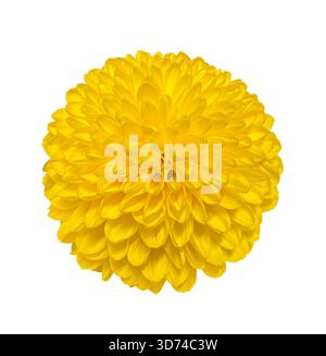 Gelbes Spray Chrysantheme isoliert auf weißem Hintergrund mit Beschneidungspfad. Blumendesign für Karten, Einladungen, Poster. Stockfoto