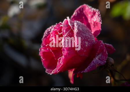 Nahaufnahme einer leuchtenden, tiefrosafarbenen Rosenblüte, bedeckt mit glitzerndem Raureif und Eiskristallen, die morgens im Kontrast zu einem dunklen Hintergrund stehen Stockfoto