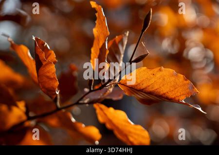 Nahaufnahme von leuchtenden orangefarbenen und braunen Buchenblättern auf einem Ast, der von Sonnenlicht vor einem dunklen, verschwommenen Waldhintergrund beleuchtet wird Stockfoto