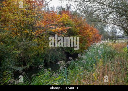 Der Fluss Waveney im Herbst, Grenze zu Suffolk (linkes Ufer) Norfolk (rechtes Ufer). Mendham, Großbritannien. Stockfoto