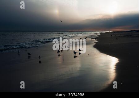 Winter Sonnenuntergang mit Möwen am Jacob Riis Beach, Gateway NRA Stockfoto