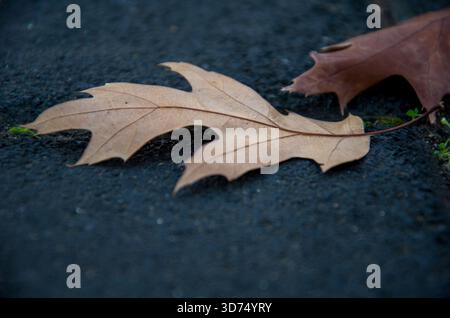 Gefallenes getrocknetes braunes Eichenblatt auf dunklem, strukturiertem Boden Stockfoto