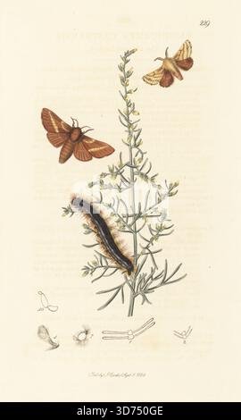 Gemahlene Lakaienmotte und raupe, Malacosoma castrense Clisiocampa castrensis mit herabhängendem Blütenwurm, Artemisia maritima. Handkoloriertes Kupferstich, gezeichnet und graviert von John Curtis für seine eigene britische Entomologie, als Illustrationen und Beschreibungen der Genera of Insects found in Great Britain and Ireland, London, 1828. John Curtis (1791–1862) war ein Entomologe, Illustrator, Kupferstecher und Verleger. Stockfoto