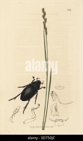 Großer Silberwasserkäfer, Hydrophilus piceus (hydrous piceus) mit gemeinem Heidegras, Danthonia decumbens (dickes Wiesengras, Poa decumbens). Handkoloriertes Kupferstich, gezeichnet und graviert von John Curtis für seine eigene britische Entomologie, als Illustrationen und Beschreibungen der Genera of Insects found in Great Britain and Ireland, London, 1828. John Curtis (1791–1862) war ein Entomologe, Illustrator, Kupferstecher und Verleger. Stockfoto