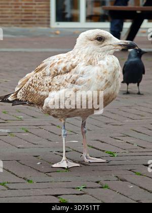 Eine Möwe steht auf einer kopfsteingepflasterten Straße und schaut sich neugierig um. Ein anderer Vogel kann im Hintergrund gesehen werden, während sich Menschen in der Nähe in einer Stadt bewegen Stockfoto