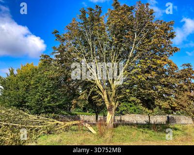 Sturm beschädigt Baum Stockfoto