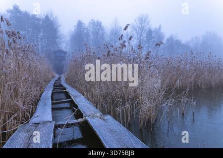Promenade durch ein gefrorenes Sumpfgebiet mit trockenem Schilf, das zu einem Vogelbeobachtungsturm im Nebel führt Stockfoto