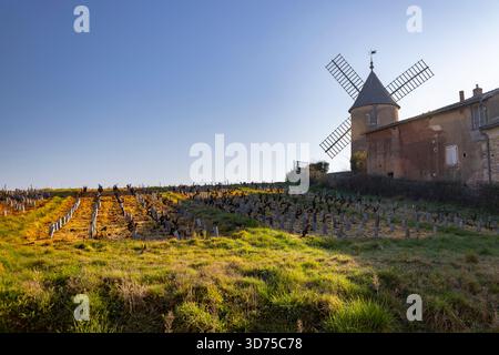 Alte Windmühle auf einem Hügel mit Blick auf ruhende Weinreben in der französischen Landschaft Stockfoto