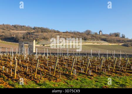 Reihen ruhender Weinreben erstrecken sich über die Landschaft unter einem klaren blauen Himmel Stockfoto