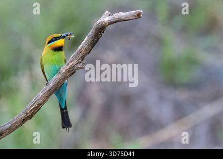 Rainbow-Bienenfresser (Merops ornatus) fressen ein Insekt, Perth, Western Australia. Wunderschöner australischer Zugvogel. Stockfoto