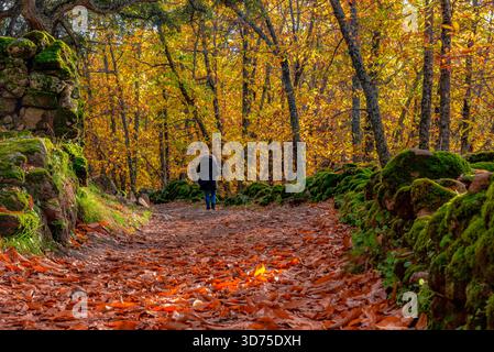 Allein geht es entlang eines rustikalen Weges, der komplett mit leuchtenden orangefarbenen gefallenen Blättern bedeckt ist, flankiert von moosbedeckten Steinmauern in einem dichten ch Stockfoto