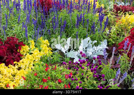 Gomphrena globosa - Globe Amaranth, Senecio cineraria - Dusty Miller, Solenostemon - Coleus, Salvia - Salbei in gemischter Grenze im Sommer. Stockfoto