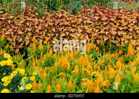 Orange Celosia argentea 'Century Yellow - Cockscomb, variiertes Solenostemon - Coleus und gelbe Tagetes - Ringelblume in gemischter Grenze im Sommer. Stockfoto