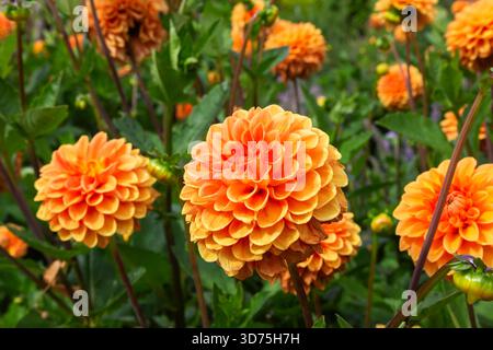 Nahaufnahme von Dahlia 'Sylvia' - Ball Dahlia Blumen im Spätsommer. Stockfoto