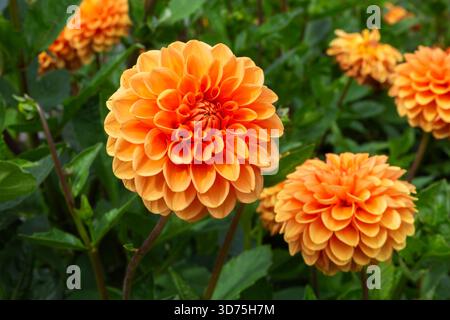 Nahaufnahme von Dahlia 'Sylvia' - Ball Dahlia Blumen im Spätsommer. Stockfoto