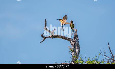 Ein Blauschwanzbienenfresser landet auf einem trockenen Baumzweig, während ein anderer im Yala-Nationalpark, Sri Lanka, hängt Stockfoto