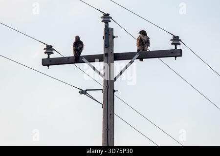 Rotschwanzfalken an einem Versorgungsmast im Latah County, Idaho, USA. Stockfoto