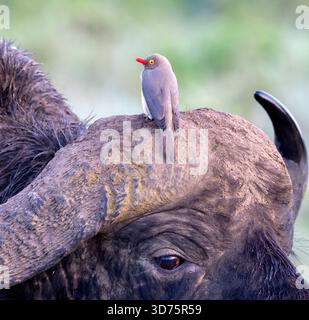 Rotschnabeloxspecht (Buphagus erythrorynchus) auf African, oder Cape Buffalo (Syncerus Caffer), Lake Nakuru National Park, Kenia Stockfoto
