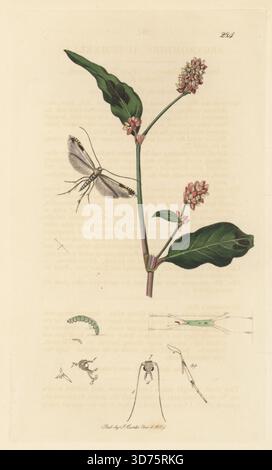 Apfel-Bergmann-Motte, Lyonetia clerkella (Argyromiges autumnella), mit DamenDaumen, Persicaria maculosa (gefleckte Schlangenweed, Polygonum persicaria). Handkoloriertes Kupferstich, gezeichnet und graviert von John Curtis für seine eigene britische Entomologie, als Illustrationen und Beschreibungen der Genera of Insects found in Great Britain and Ireland, London, 18289. John Curtis (1791–1862) war ein Entomologe, Illustrator, Kupferstecher und Verleger. Stockfoto