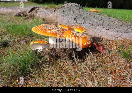 Fliegenpilz oder Fliegenamanita (Amanita muscaria) - großer Pilz mit weißem Kiemen und kriegerischen Wucherungen auf einer roten oder orangen Kappe, der neben einem Baumstamm wächst. Stockfoto