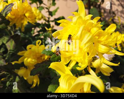 Zwei Honigbienen Bestäuben Hellgelbe Chrysanthemen Stockfoto
