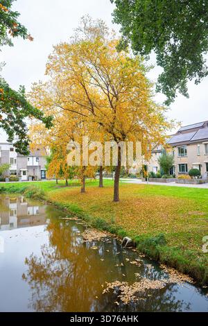 Herbstbaum mit goldenem Laub neben einem ruhigen Kanal in einem Vorstadtviertel in Waddinxveen, Niederlande Stockfoto