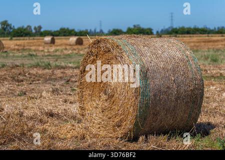 Detaillierte Nahaufnahme eines einzelnen zylindrischen runden Heuballen, umwickelt mit einem grünen Schutznetz, der deutlich in einem goldenen Feld darunter steht Stockfoto
