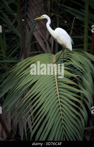 Auf einer wunderschönen schwarzen Palmenfront thront ein einzelner, statuesker großer weißer Egret, der sowohl ruht als auch auf der Suche nach räuberischen Gelegenheiten ist. Stockfoto
