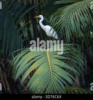 Auf einer wunderschönen schwarzen Palmenfront thront ein einzelner, statuesker großer weißer Egret, der sowohl ruht als auch auf der Suche nach räuberischen Gelegenheiten ist. Stockfoto